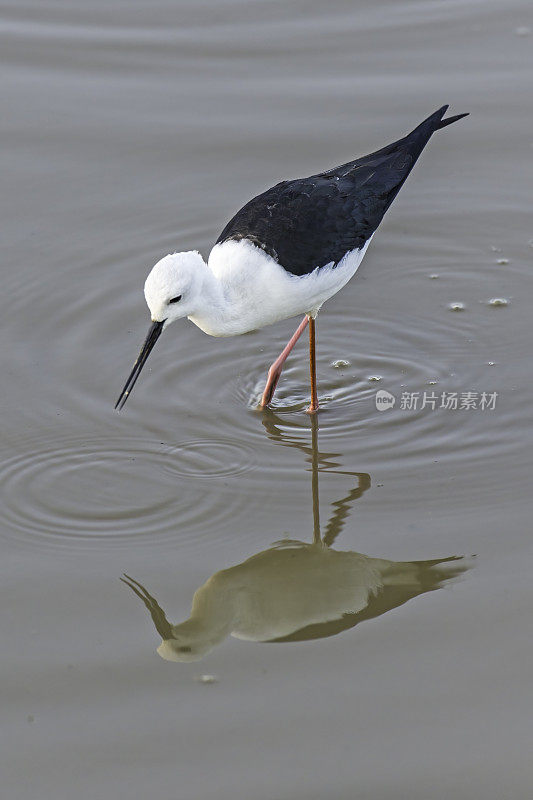 黑翅高跷，普通高跷，或花式高跷(Himantopus Himantopus)是一种广泛分布的长腿涉禽和高跷家族(Recurvirostridae)。纳库鲁湖国家公园，肯尼亚